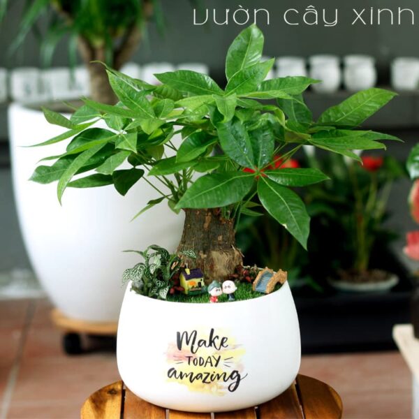 Cây kim ngân để bàn làm việc - Cây Phong Thủy để bàn