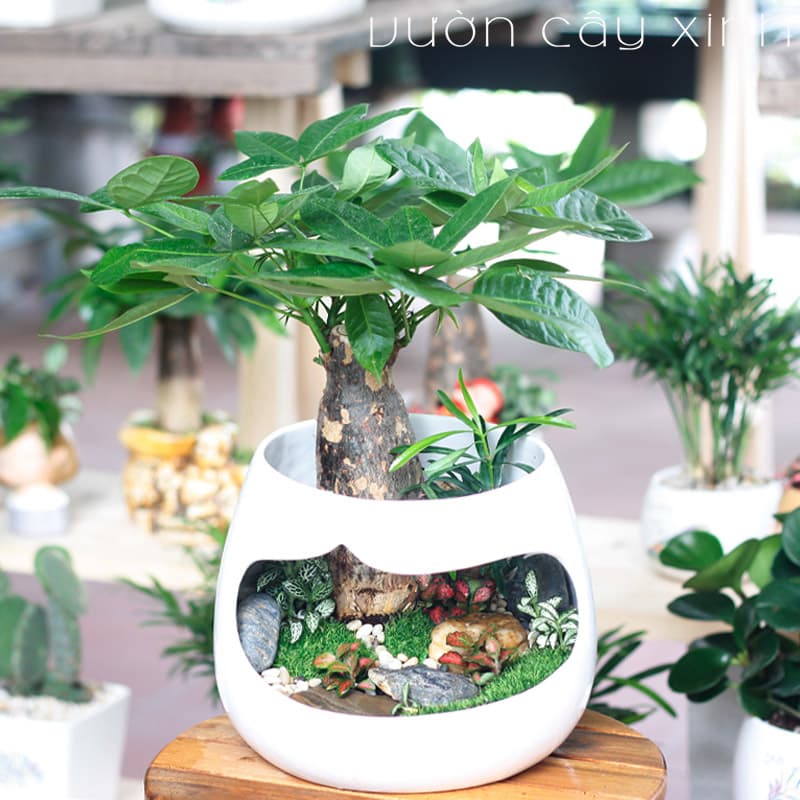 Cây kim ngân để bàn làm việc - Cây Phong Thủy để bàn