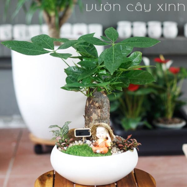 Cây kim ngân để bàn làm việc - Cây Phong Thủy để bàn