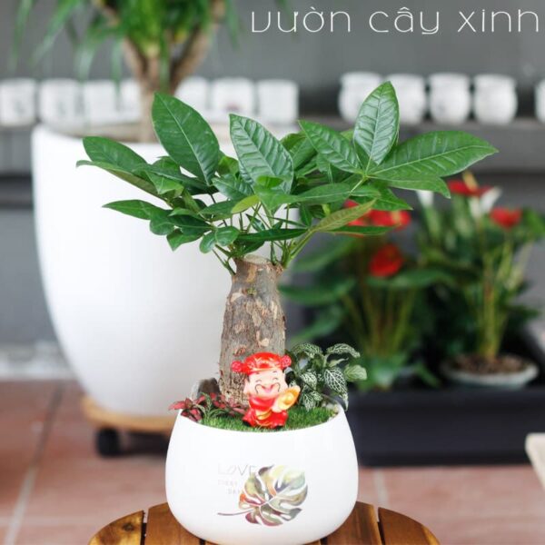 Cây kim ngân để bàn làm việc - Cây Phong Thủy để bàn