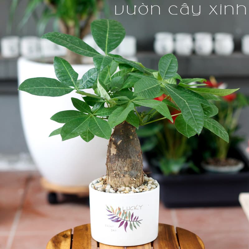 Cây kim ngân để bàn làm việc - Cây Phong Thủy để bàn