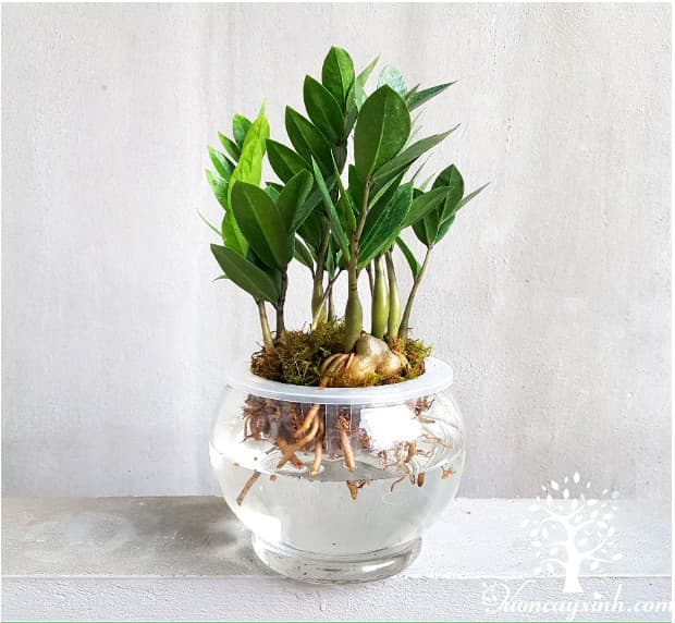 Cây kim tiền thủy sinh - Vườn cây xinh