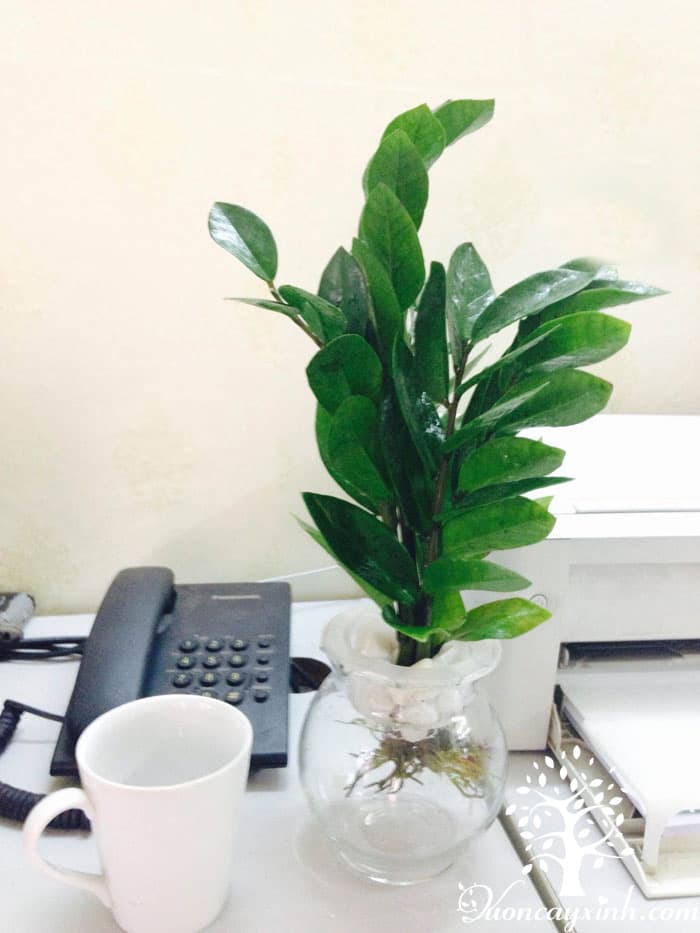 Cây kim tiền thủy sinh - Vườn cây xinh