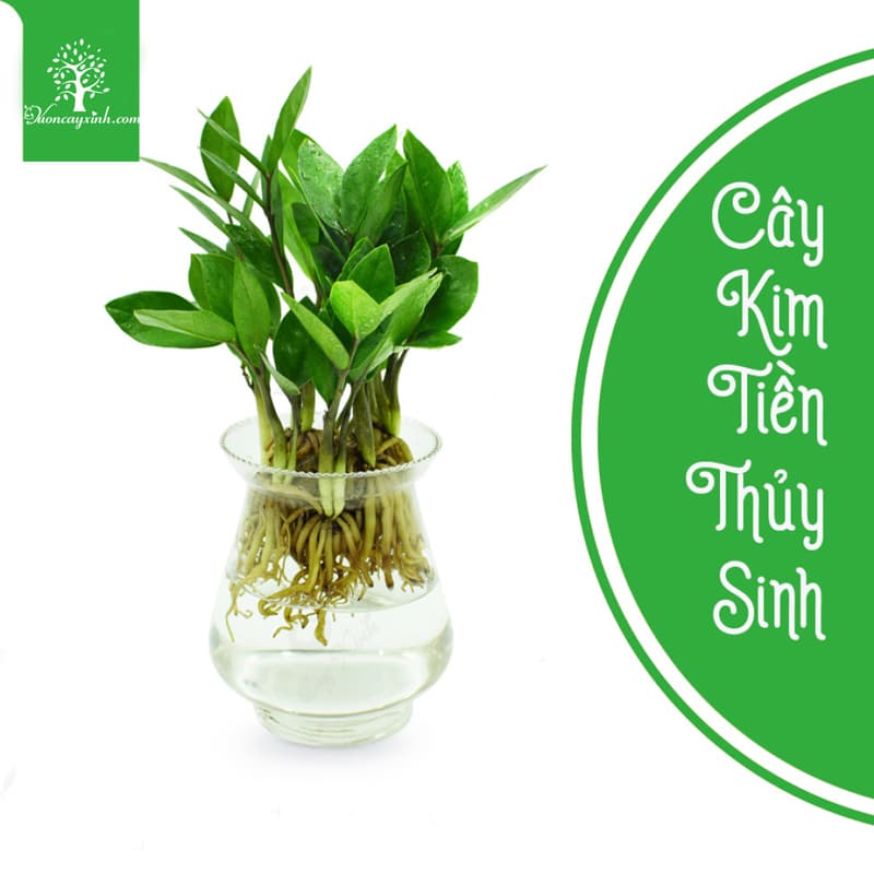 Cây kim tiền thủy sinh - Vườn cây xinh
