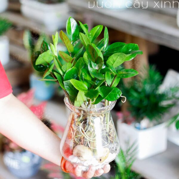 Cây kim tiền thủy sinh - Vườn cây xinh
