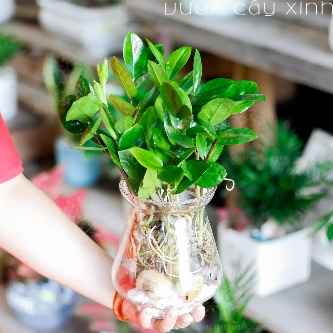 Cây kim tiền thủy sinh - Vườn cây xinh