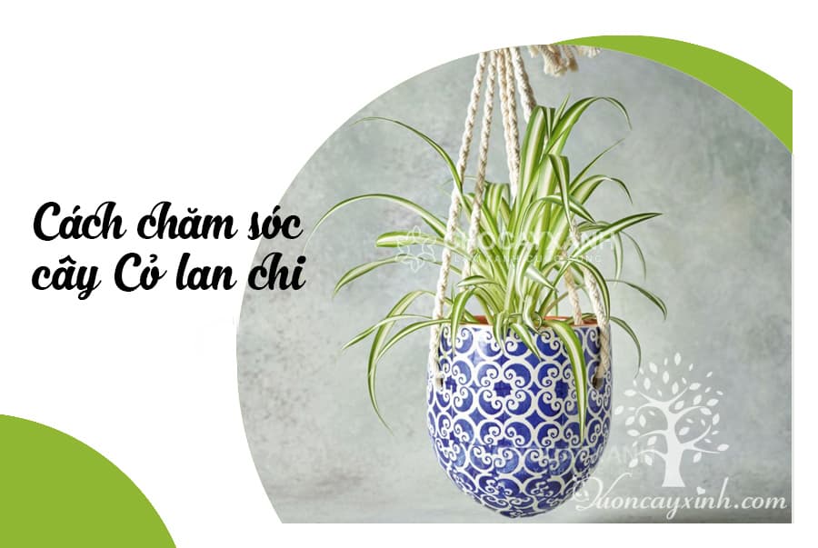 Cây lan chi để bàn (Cỏ lan chi) - Vườn cây xinh