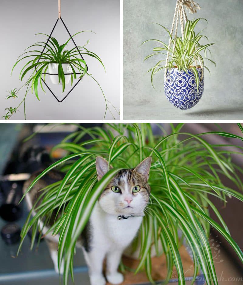 Cây lan chi để bàn (Cỏ lan chi) - Vườn cây xinh