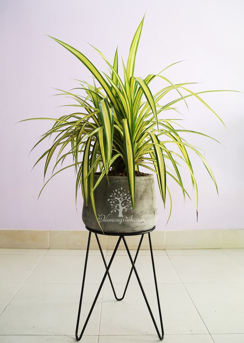 Cây lan chi để bàn (Cỏ lan chi) - Vườn cây xinh
