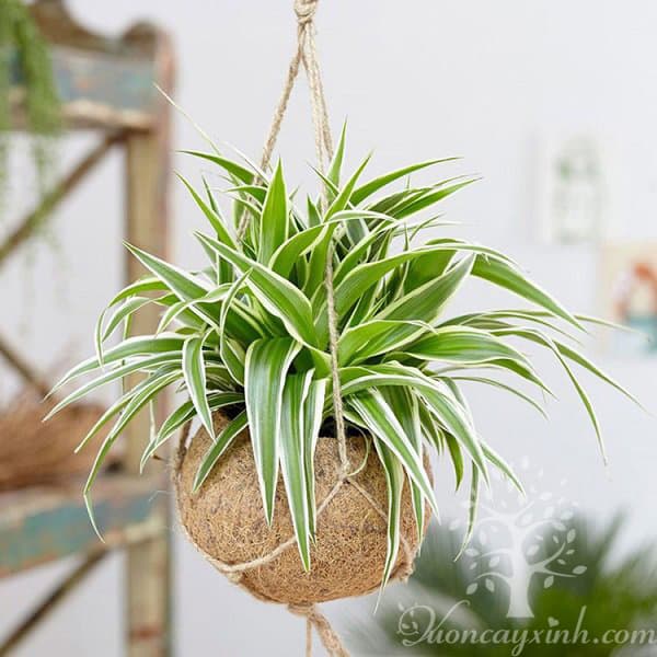 Cây lan chi để bàn (Cỏ lan chi) - Vườn cây xinh