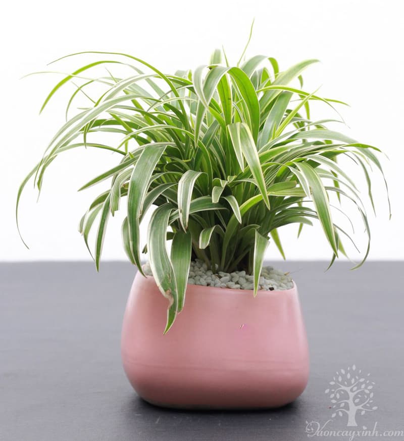 Cây lan chi để bàn (Cỏ lan chi) - Vườn cây xinh