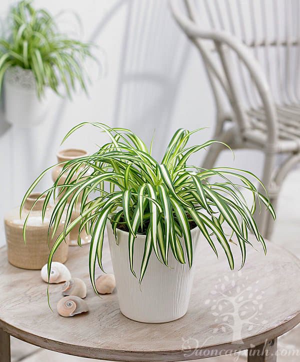 Cây lan chi để bàn (Cỏ lan chi) - Vườn cây xinh