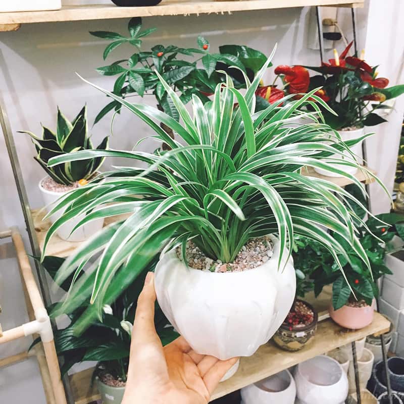 Cây lan chi để bàn (Cỏ lan chi) - Vườn cây xinh