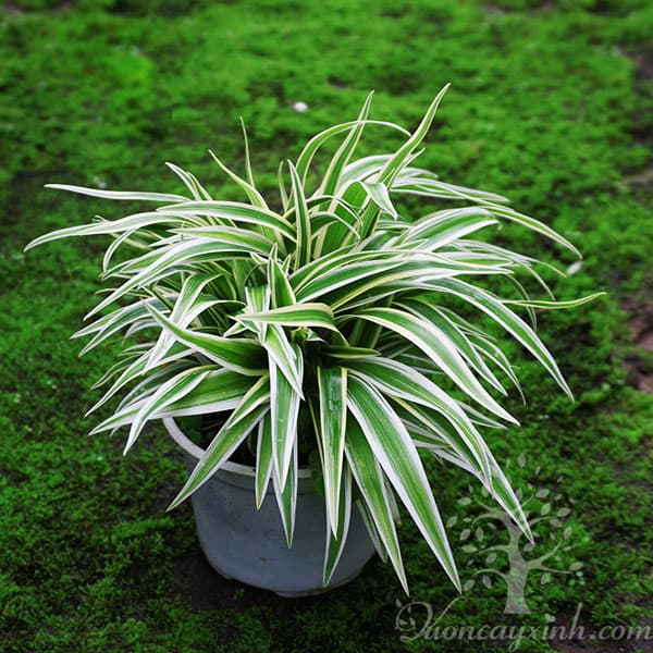 Cây lan chi để bàn (Cỏ lan chi) - Vườn cây xinh