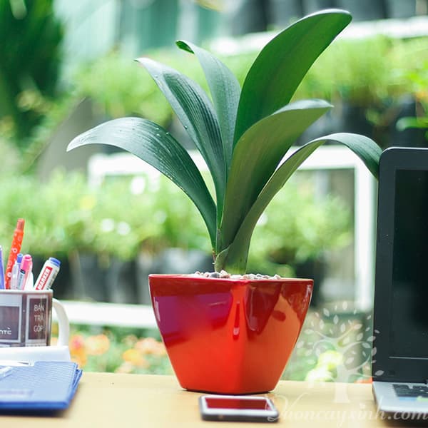 Cây lan quân tử để bàn - Vườn cây xinh