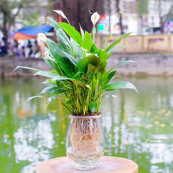 Cây lan ý thủy sinh - Vườn Cây Xinh