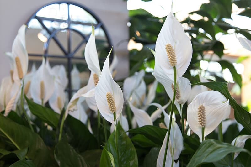 Cây lan ý thủy sinh - Vườn Cây Xinh