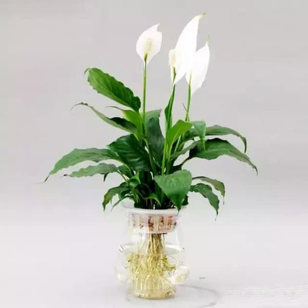 Cây lan ý thủy sinh - Vườn Cây Xinh