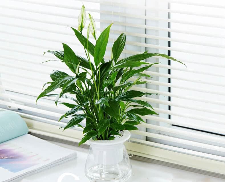 Cây lan ý thủy sinh - Vườn Cây Xinh