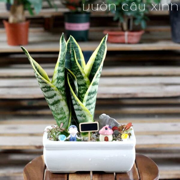 Cây lưỡi hổ để bàn - Vườn cây xinh