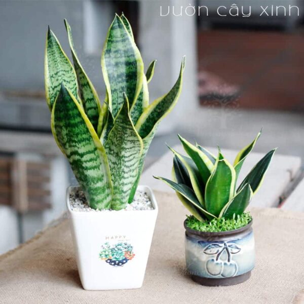 Cây lưỡi hổ để bàn - Cây phong thủy | Vườn Cây Xinh