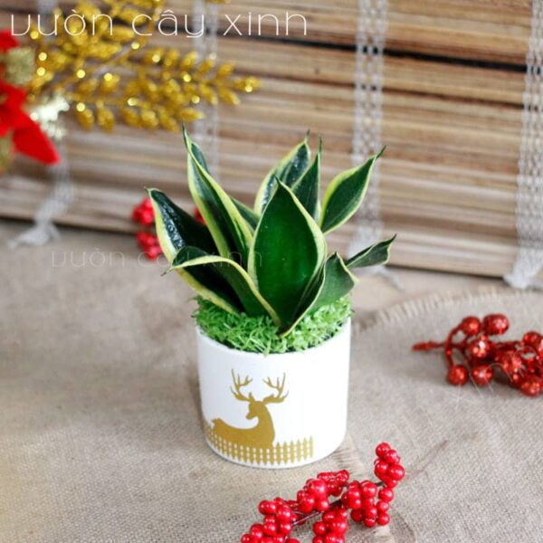 Cây lưỡi hổ để bàn - Cây phong thủy | Vườn Cây Xinh