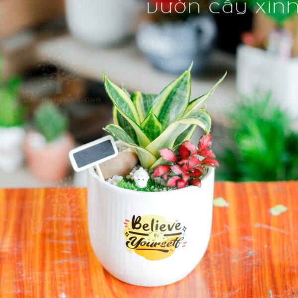 Cây lưỡi hổ để bàn - Cây quà tặng | Vườn Cây Xinh