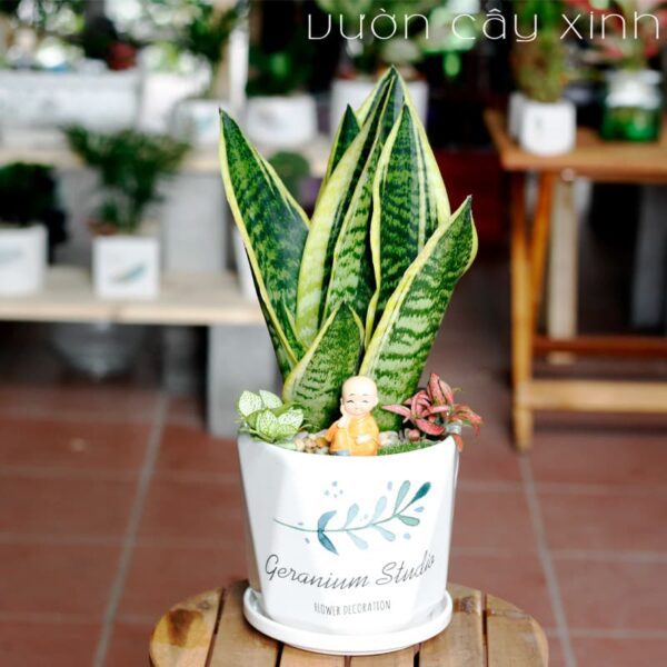 Cây lưỡi hổ để bàn - Cây phong thủy | Vườn Cây Xinh