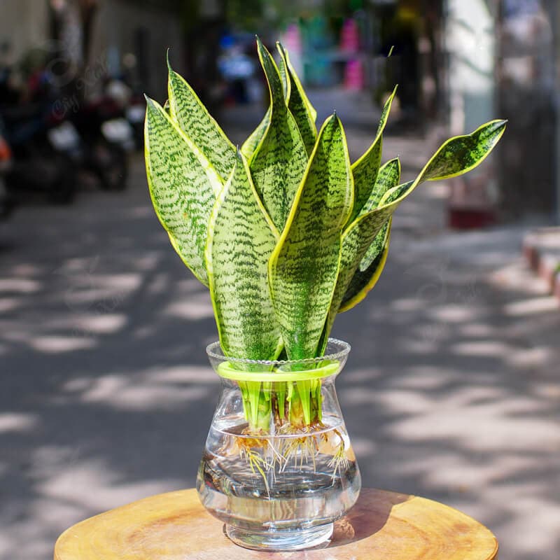 Cây lưỡi hổ thủy sinh để bàn | Vườn cây xinh