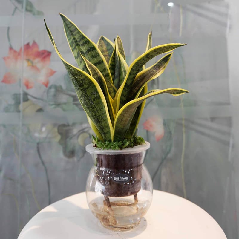 Cây lưỡi hổ thủy sinh để bàn | Vườn cây xinh