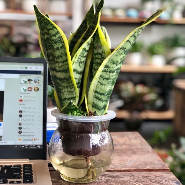Cây lưỡi hổ thủy sinh để bàn | Vườn cây xinh