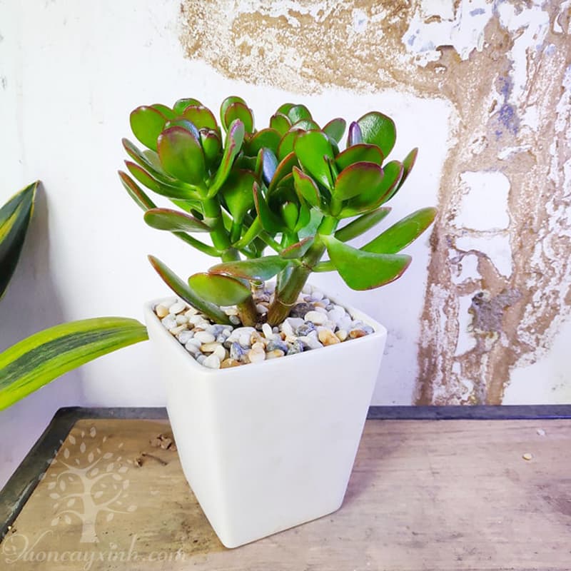 Cây ngọc bích để bàn - Vườn cây xinh