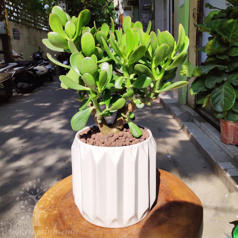 Cây ngọc bích để bàn - Vườn cây xinh