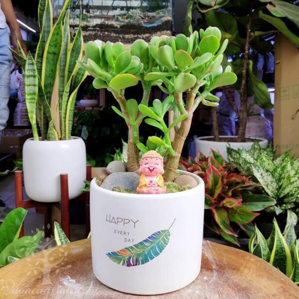 Cây ngọc bích để bàn - Vườn cây xinh