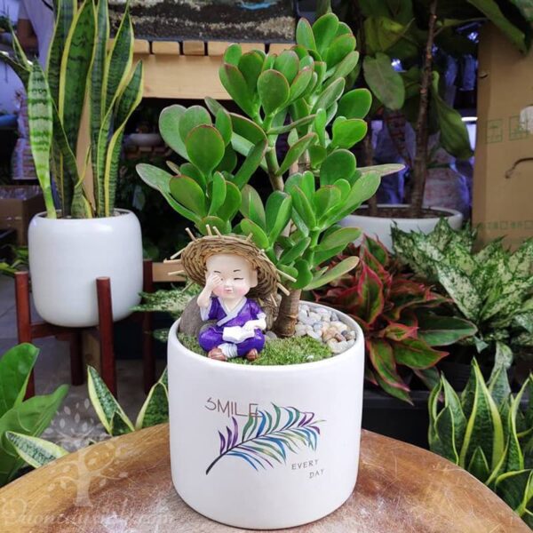 Cây ngọc bích để bàn - Vườn cây xinh