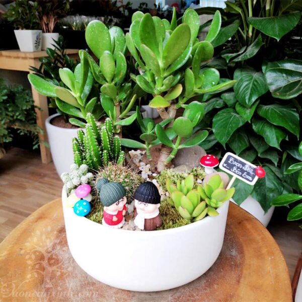 Cây ngọc bích để bàn - Vườn cây xinh