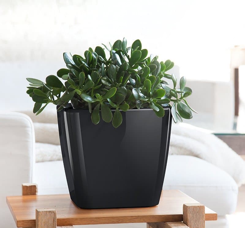 Cây ngọc bích để bàn - Vườn cây xinh