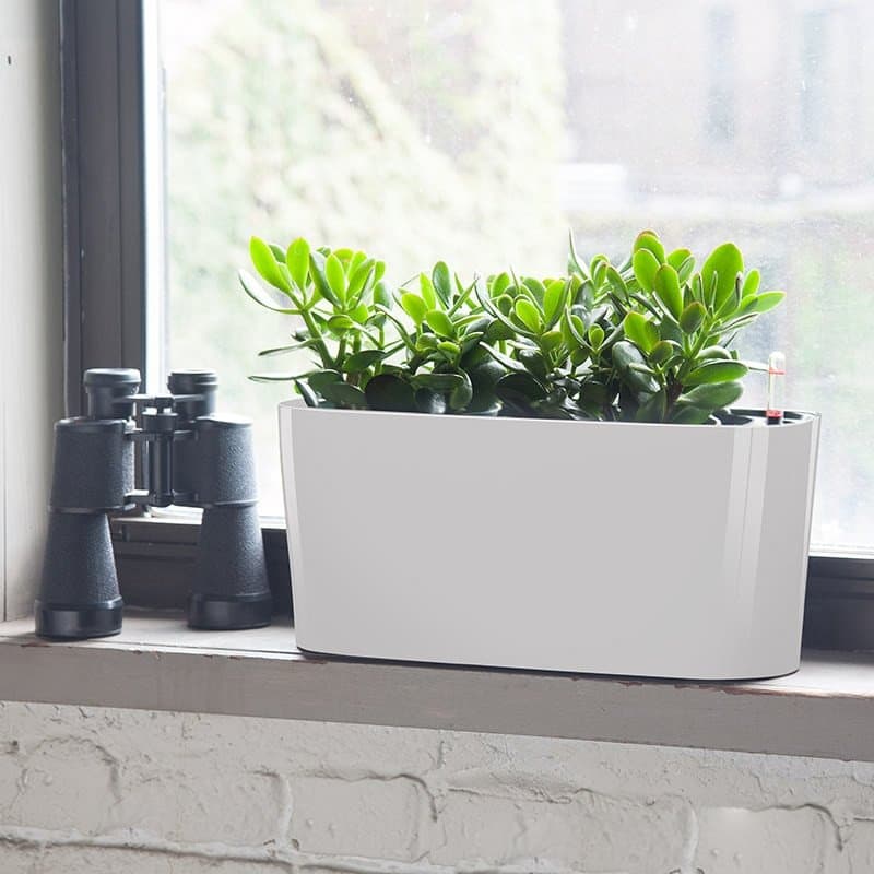 Cây ngọc bích để bàn - Vườn cây xinh