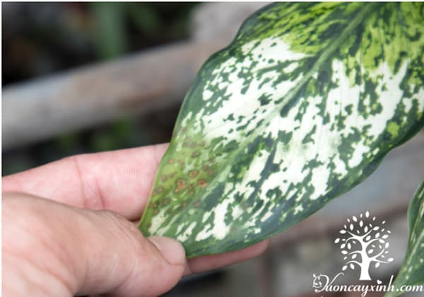 Cây ngọc ngân bị đốm lá - Vườn cây xinh