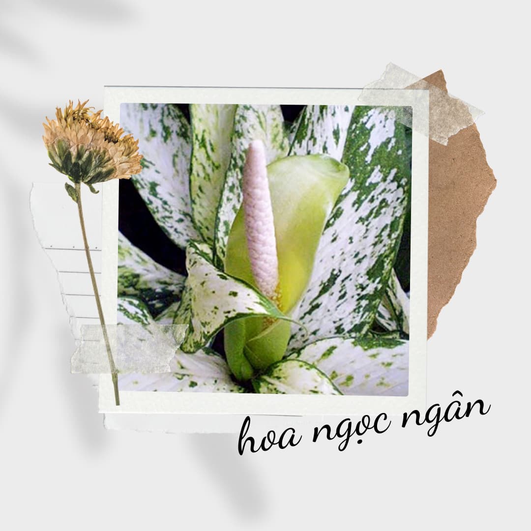 Cây Ngọc Ngân có hoa không? Cây ngọc ngân để bàn