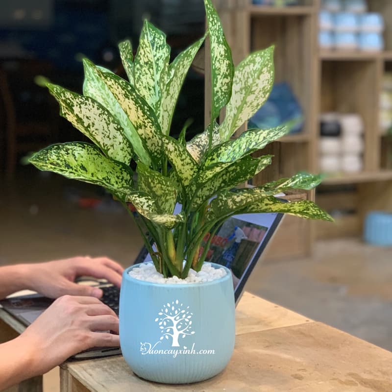Cây ngọc ngân để bàn - Vườn cây xinh