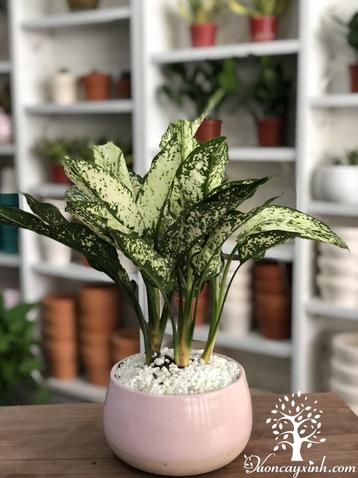 Cây ngọc ngân để bàn - Vườn cây xinh