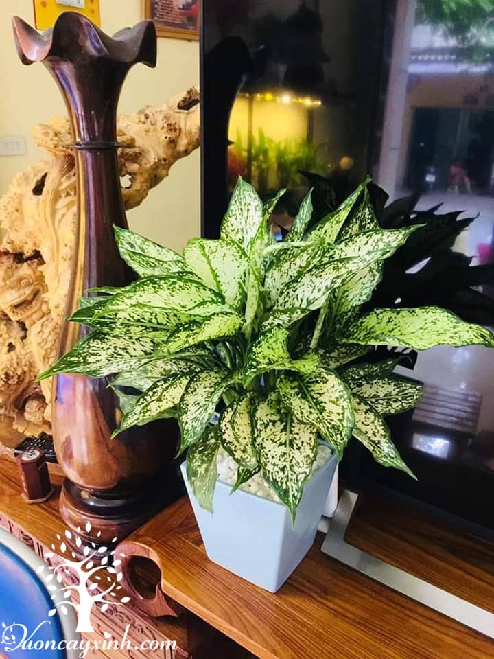 Cây ngọc ngân để bàn - Vườn cây xinh