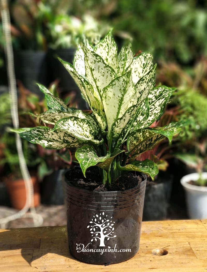 Cây ngọc ngân để bàn - Vườn cây xinh