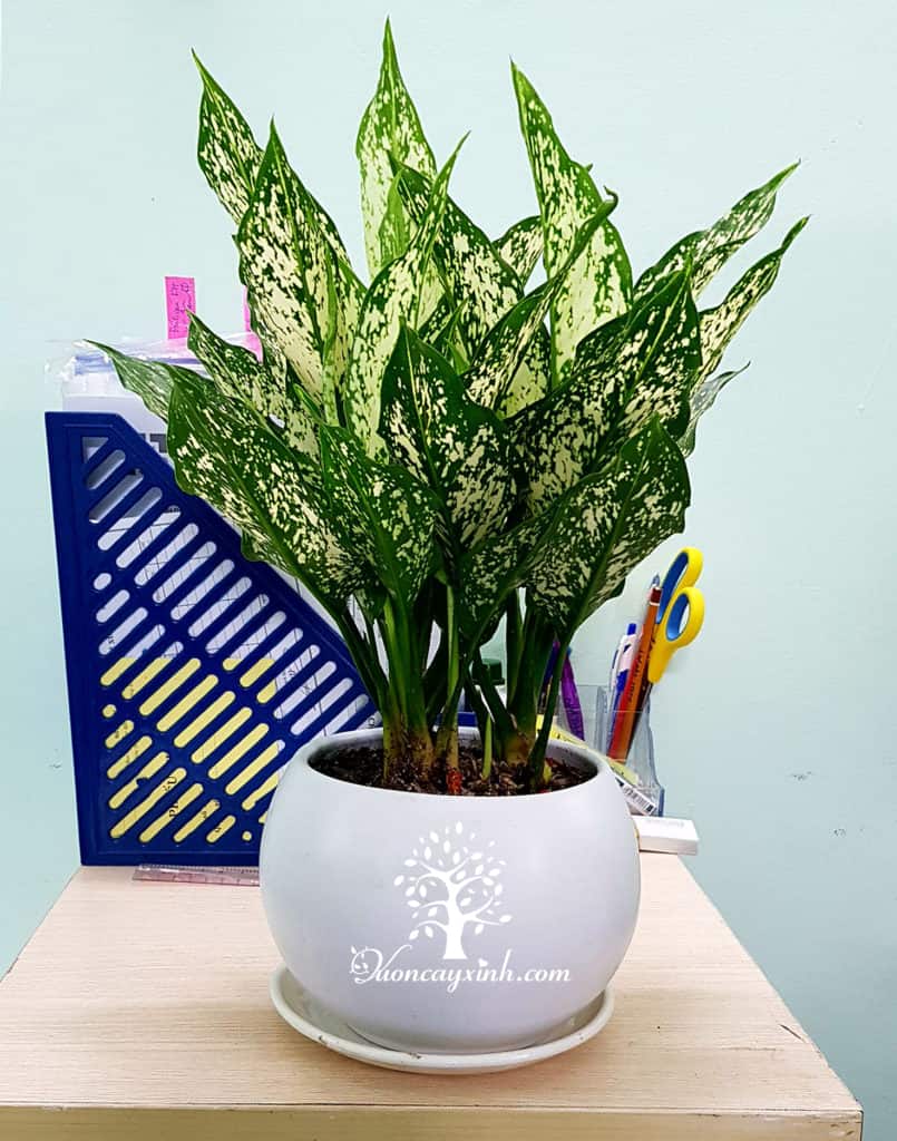 Cây ngọc ngân để bàn - Vườn cây xinh