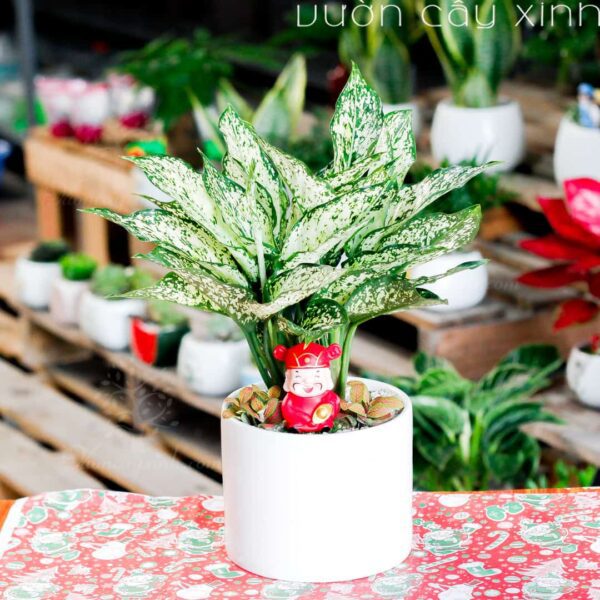 Cây ngọc ngân để bàn - Vườn cây xinh