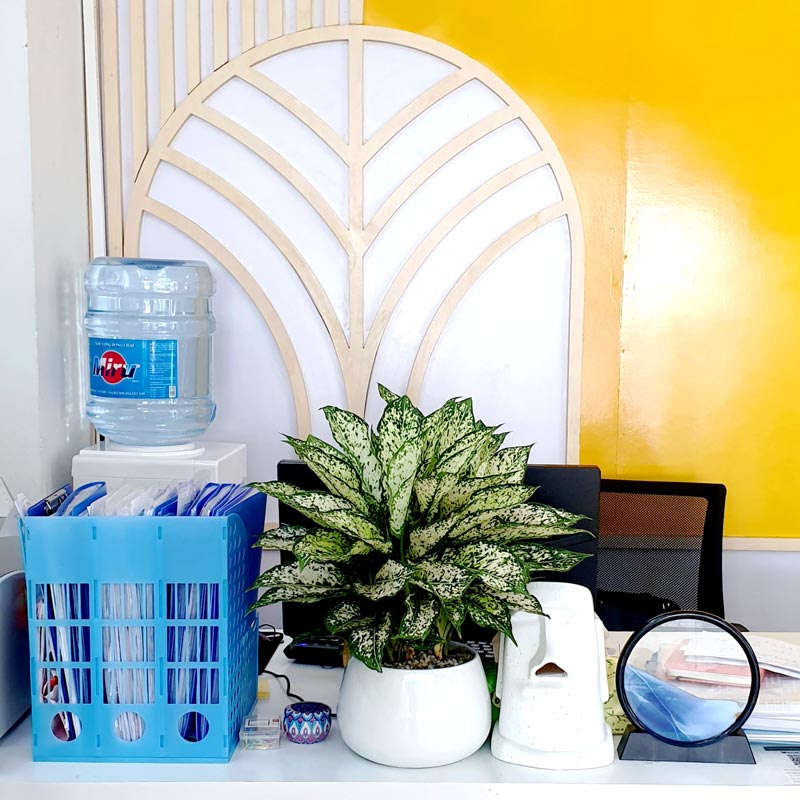 Cây ngọc ngân để bàn làm việc | Feedback chị Huế