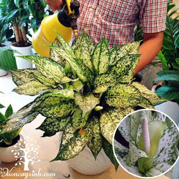 Cây ngọc ngân ra hoa - Vườn cây xinh