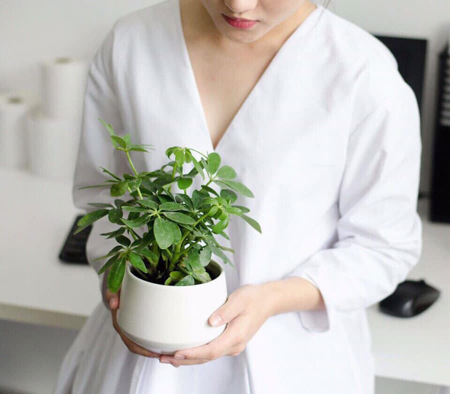 Cây ngũ gia bì để bàn đẹp - Vườn cây xinh