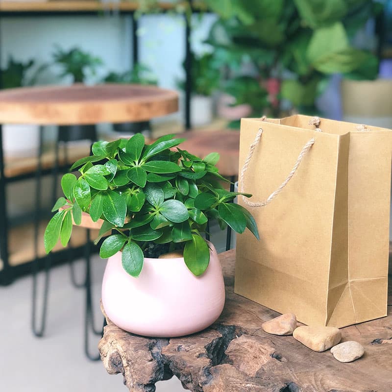 Cây ngũ gia bì để bàn đẹp - Vườn cây xinh